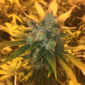 Тұқымдар Sage n Sour feminised Ganja Seeds