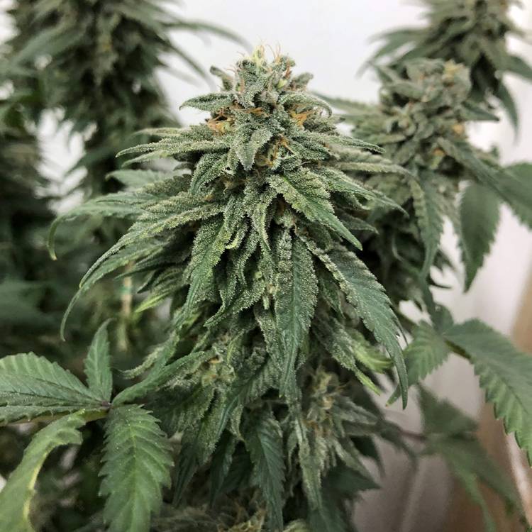 Каннабис тұқымдары Jack regular Ganja Seeds
