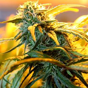 Каннабис тұқымдары Great White Russian feminised Ganja Seeds