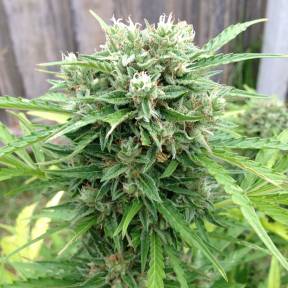 Beshbarmak feminised Bang Seeds
