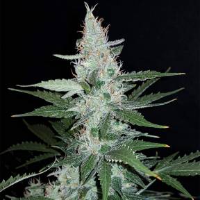 Тұқымдар Super Mazar feminised Ganja Seeds