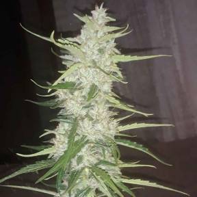 Auto Russian Rocket Fuel regular Ganja Seeds