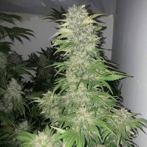 Каннабис тұқымдары Mataro Blue regular Ganja Seeds