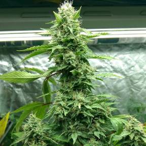 Марихуана тұқымдары Pakistan Valley feminised Ganja Seeds