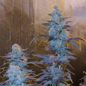 Тұқымдар Green House Thai feminised Ganja Seeds