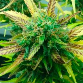 Тұқымдар Think Fast feminised Ganja Seeds
