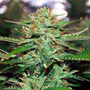 Auto Jack 47 feminised Ganja Seeds