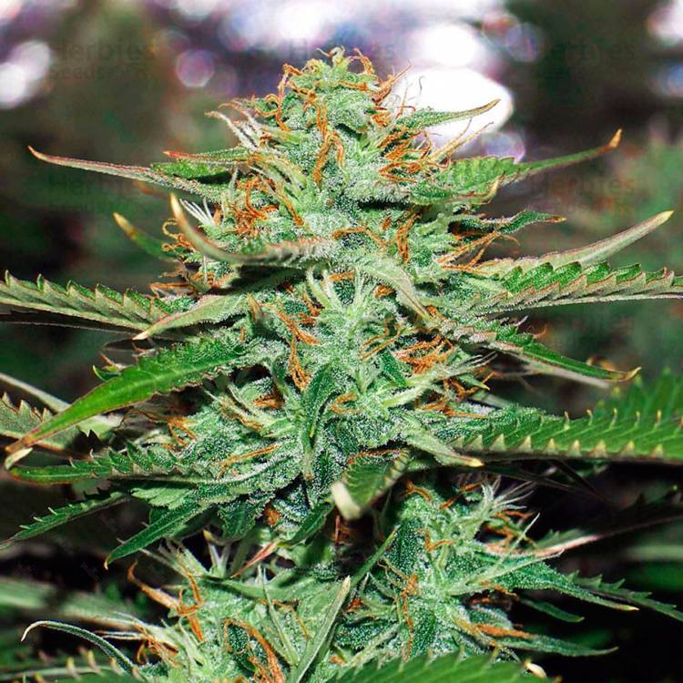 Auto Jack 47 feminised Ganja Seeds