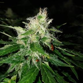 Тұқымдар Pandora regular Ganja Seeds