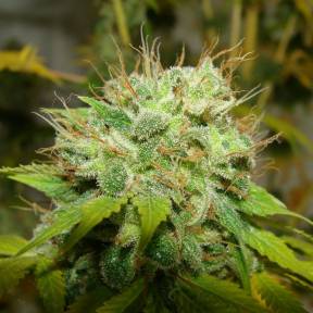 Auto Super Mazar feminised Ganja Seeds