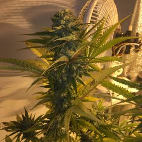Каннабис тұқымдары Green Poison regular Ganja Seeds