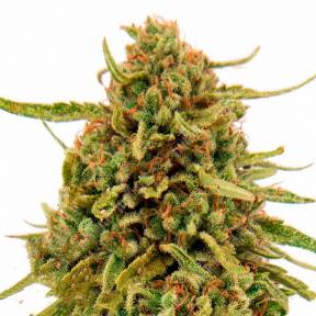 Каннабис тұқымдары Widow Remedy feminised Ganja Seeds