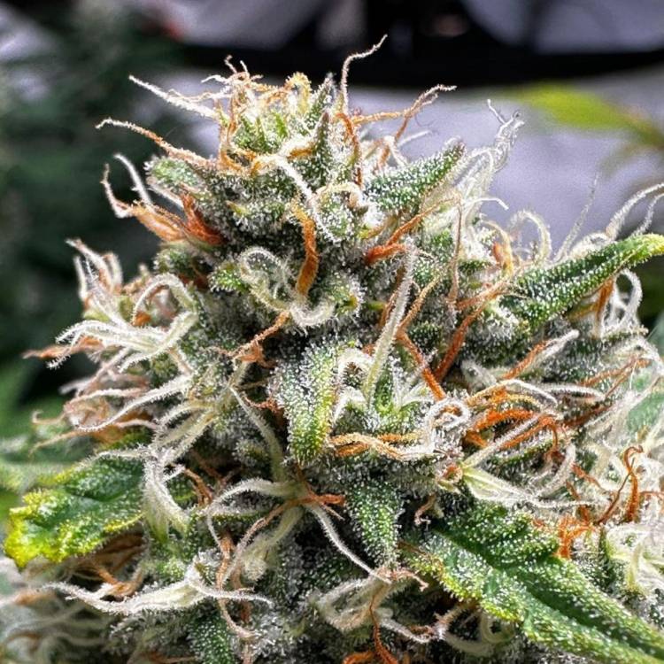 Auto Do-Si-Dos feminised Ganja Seeds