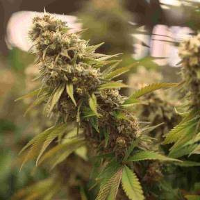 Тұқымдар 2046 feminised Ganja Seeds
