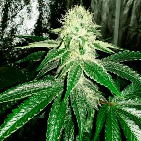 Auto AK feminised Ganja Seeds