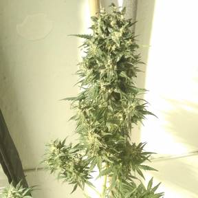 Каннабис тұқымдары Point of No Return x Lowryder regular Ganja Seeds