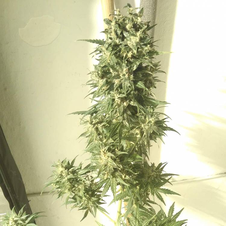 Каннабис тұқымдары Point of No Return x Lowryder regular Ganja Seeds
