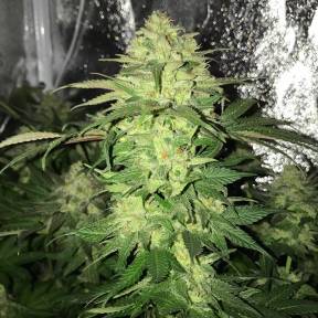 Тұқымдар тұқымдары Master Kush regular Ganja Seeds