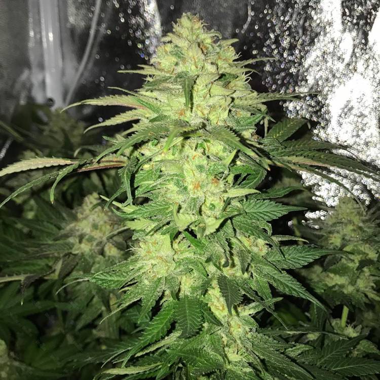 Тұқымдар тұқымдары Master Kush regular Ganja Seeds