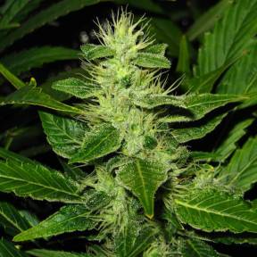 Каннабис тұқымдары White Skunk regular Ganja Seeds