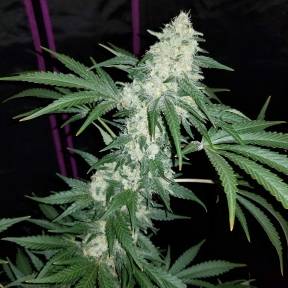 Марихуана тұқымдары Hash Plant regular Ganja Seeds