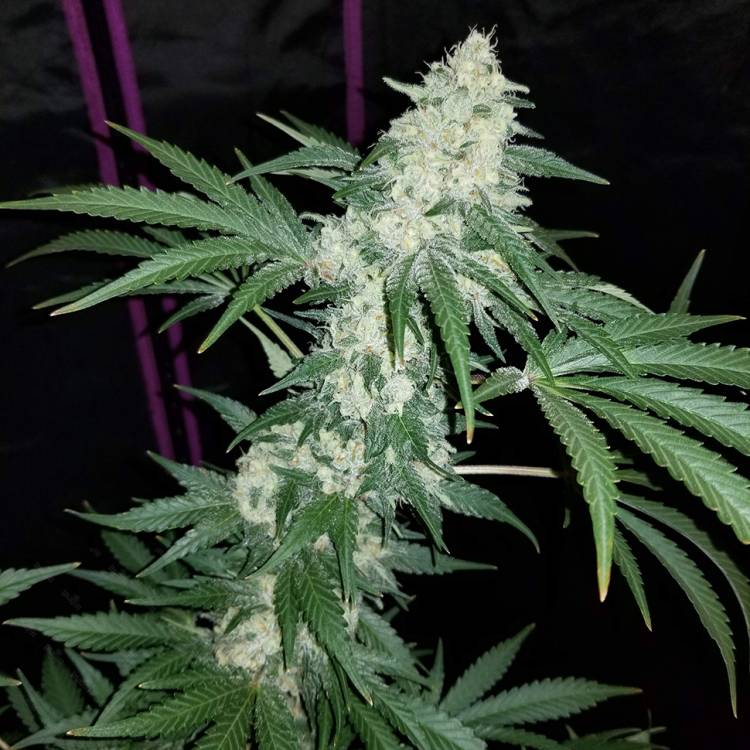 Марихуана тұқымдары Hash Plant regular Ganja Seeds