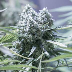 Auto Critical feminised Ganja Seeds