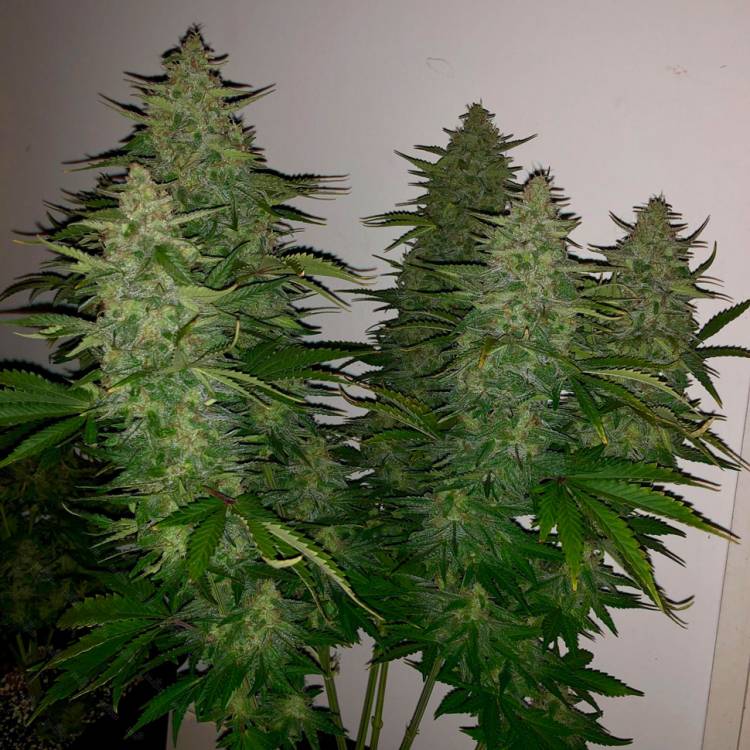 Auto Royal Gorilla feminised Ganja Seeds