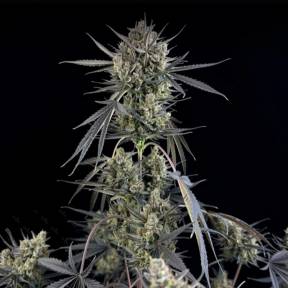 Auto Pound Cake feminised Ganja Seeds
