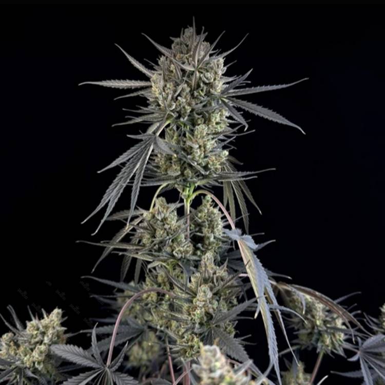 Auto Pound Cake feminised Ganja Seeds