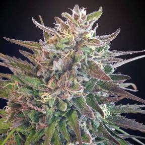 Тұқымдар Hercules regular Ganja Seeds