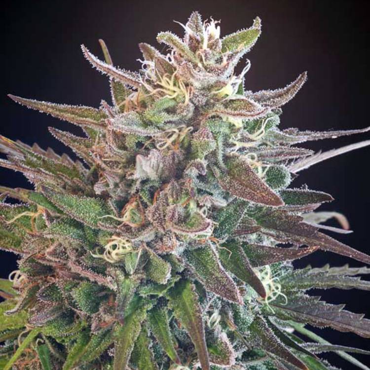 Тұқымдар Hercules regular Ganja Seeds