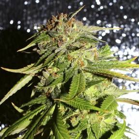 Марихуана тұқымдары Afghani #1 feminised Ganja Seeds