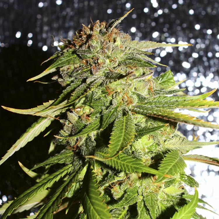Марихуана тұқымдары Afghani #1 feminised Ganja Seeds