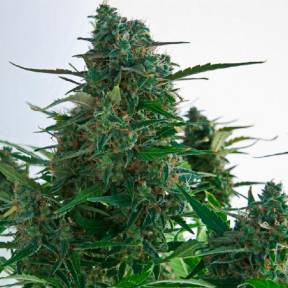 Auto Gagarin 2 feminised Ganja Seeds
