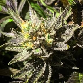 Каннабис тұқымдары Bubbleberry feminised Ganja Seeds