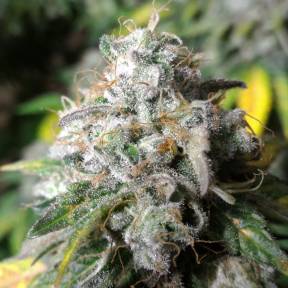 Erlik feminised Bang Seeds