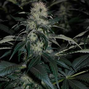 Тұқымдар тұқымдары Kalichakra feminised Ganja Seeds
