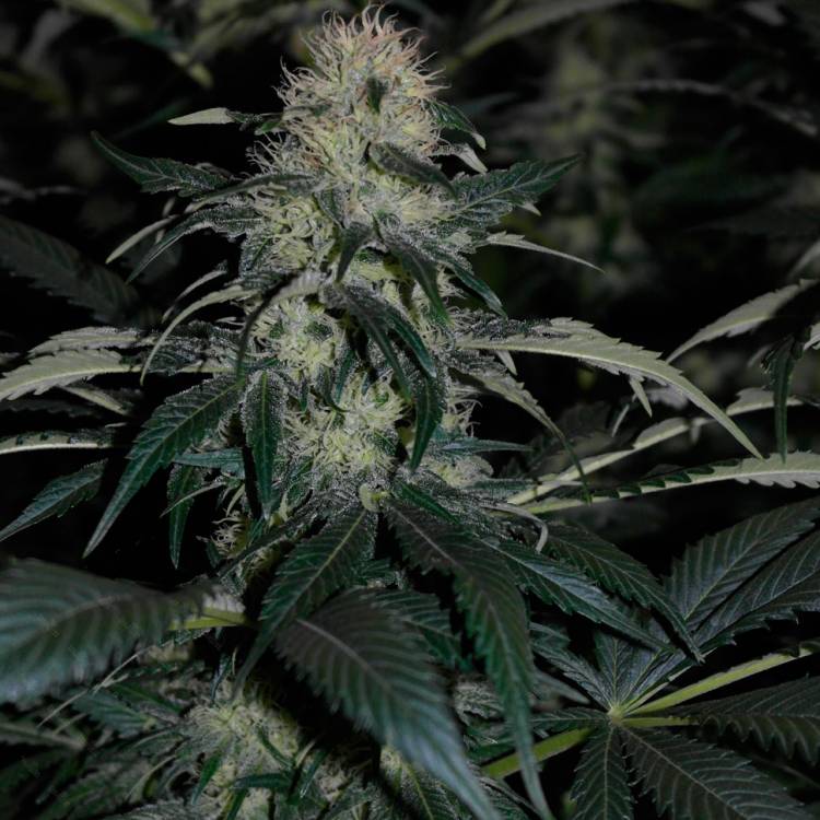 Тұқымдар тұқымдары Kalichakra feminised Ganja Seeds