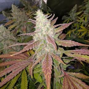 Тұқымдар Bubblelicious feminised Ganja Seeds