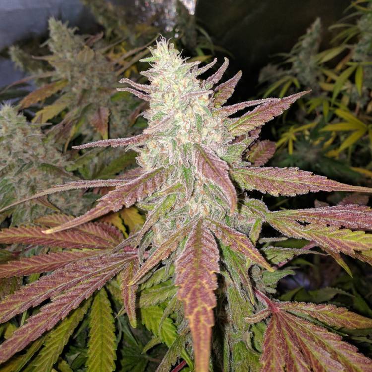 Тұқымдар Bubblelicious feminised Ganja Seeds
