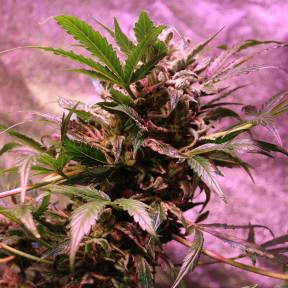 Irbis feminised Bang Seeds