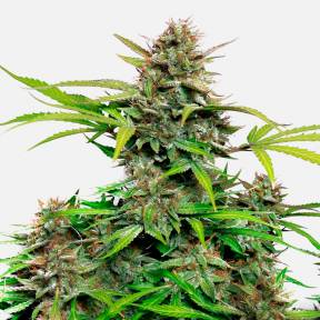 Auto Snow Queen feminised Ganja Seeds
