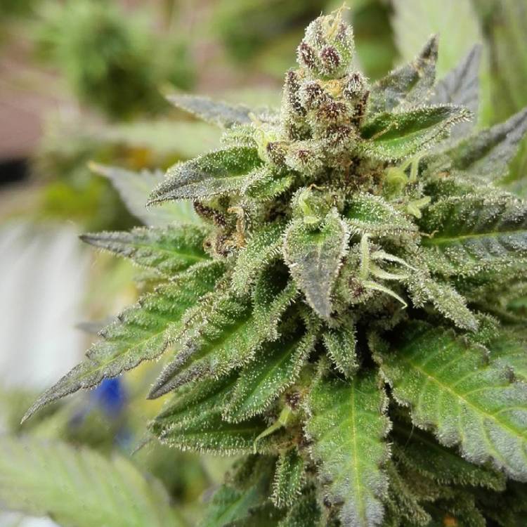 Тұқымдар тұқымдары Ladyburn 1974 regular Ganja Seeds