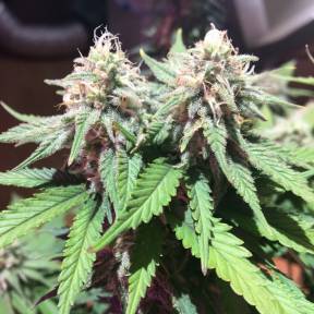 Тұқымдар тұқымдары M8 feminised Ganja Seeds