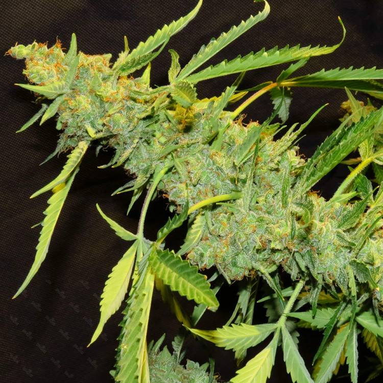 Auto Northern Lights x White Widow feminised Ganja Seeds