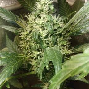 Irtysh feminised Bang Seeds
