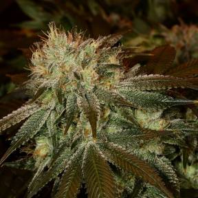 Тұқымдар тұқымдары Cheese feminised Ganja Seeds