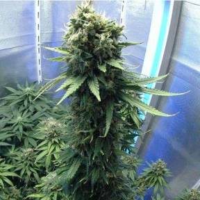 Jasybay feminised Bang Seeds