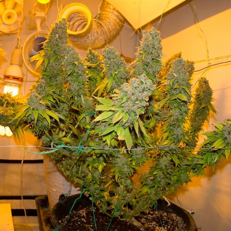 Марихуана тұқымдары Blue Gelato 41 feminised Ganja Seeds